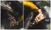 Bombus sp.